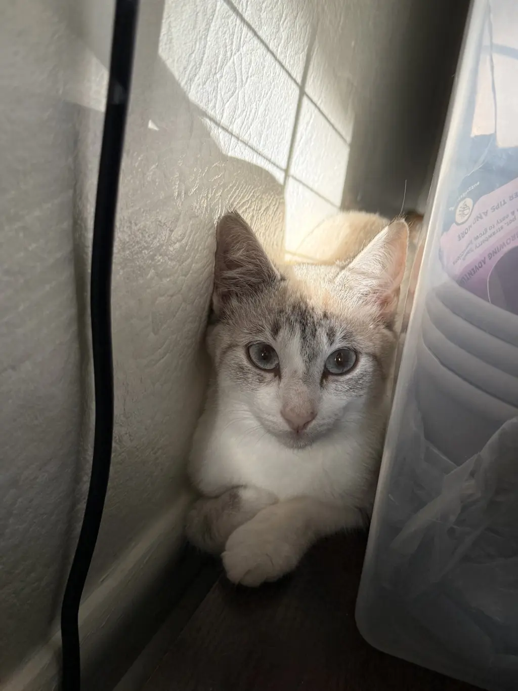 Ana
