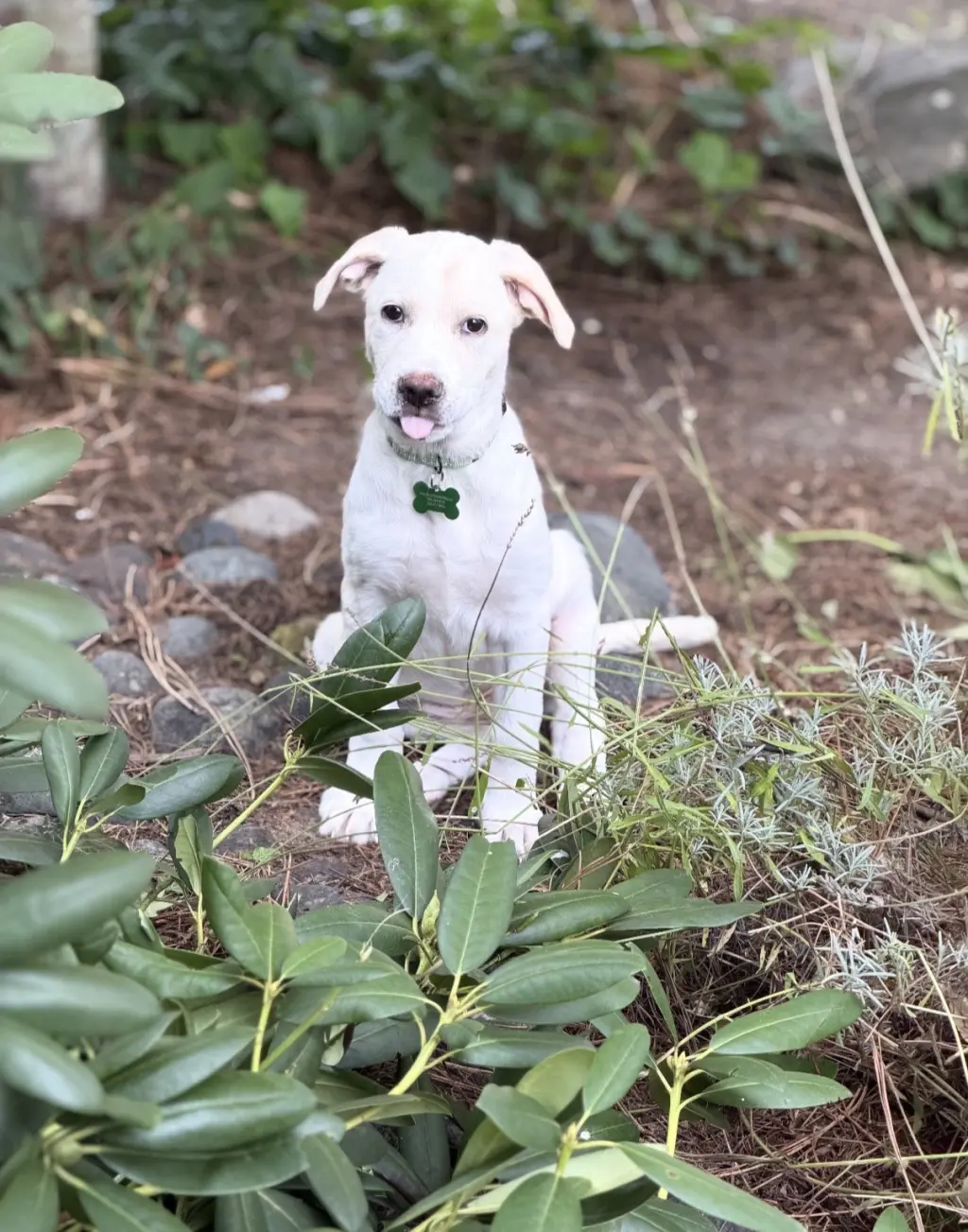 Lilly