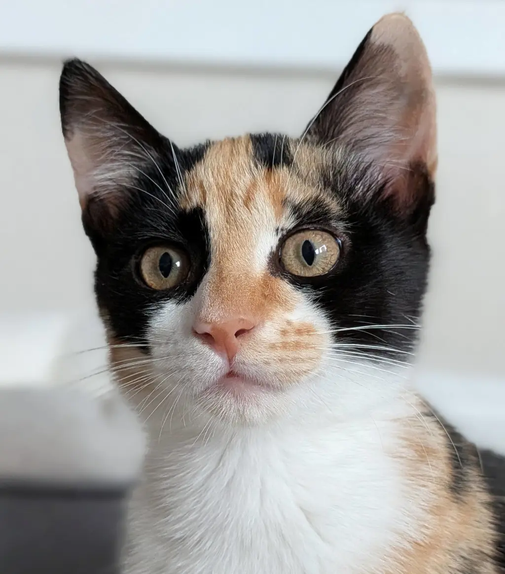 Dakotato