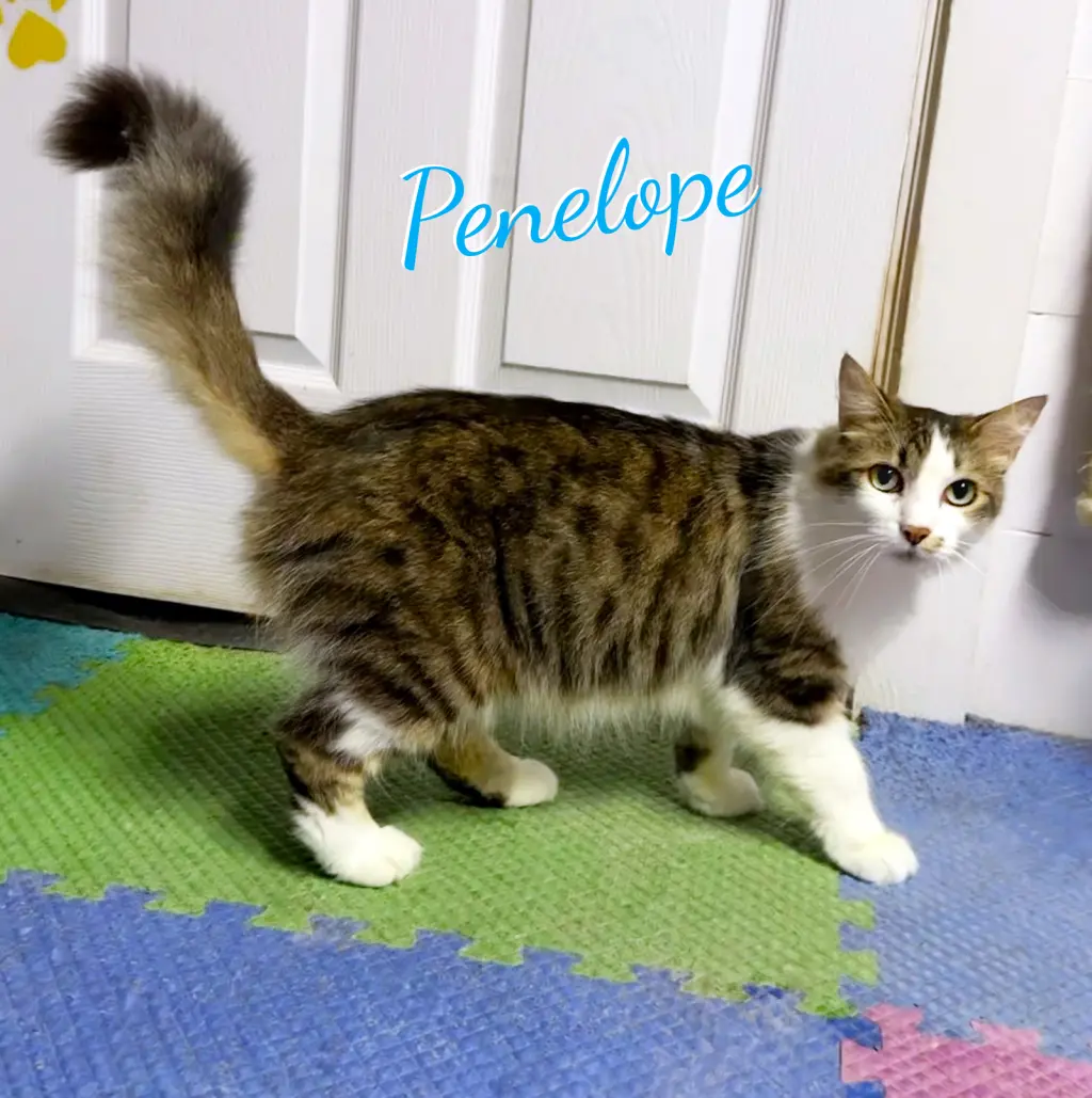 Penelope #fabulously-fluffy