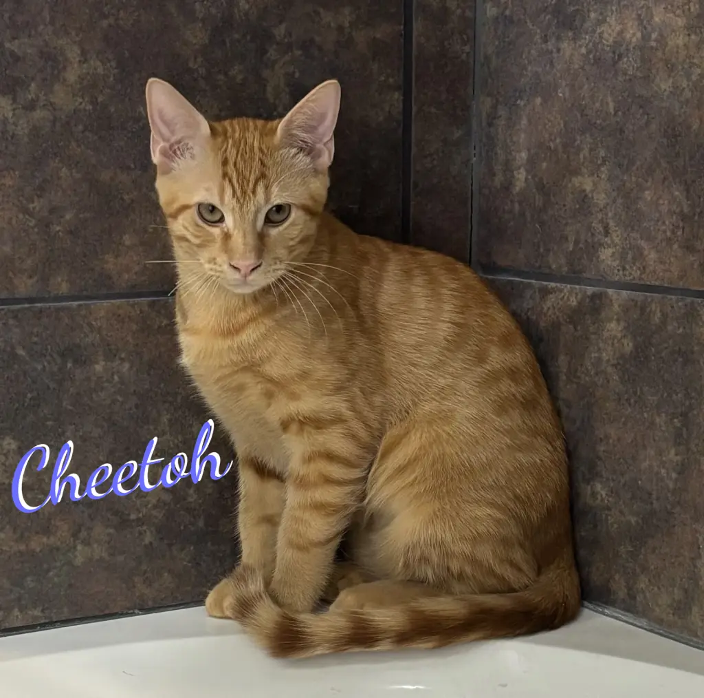 Cheetoh #brother-of-Charlee