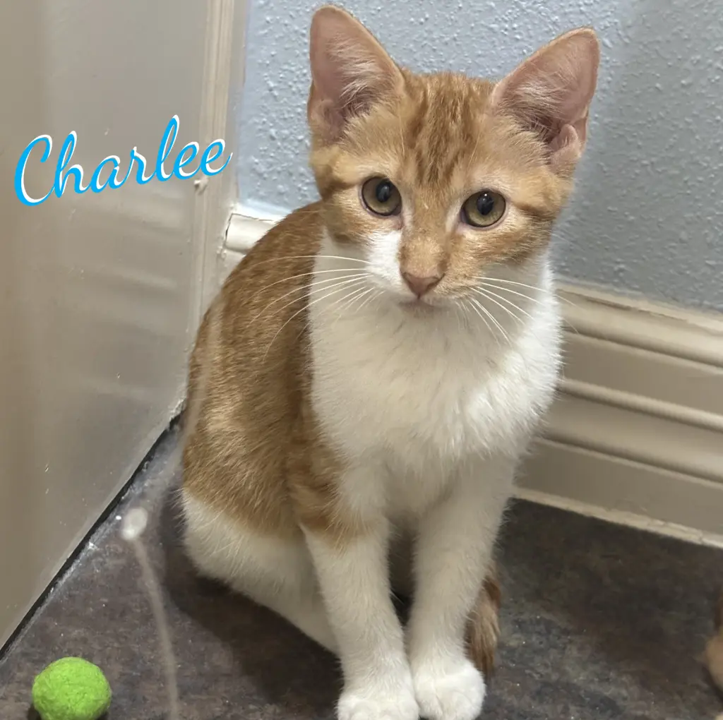 Charlee #sister-of-Cheetoh
