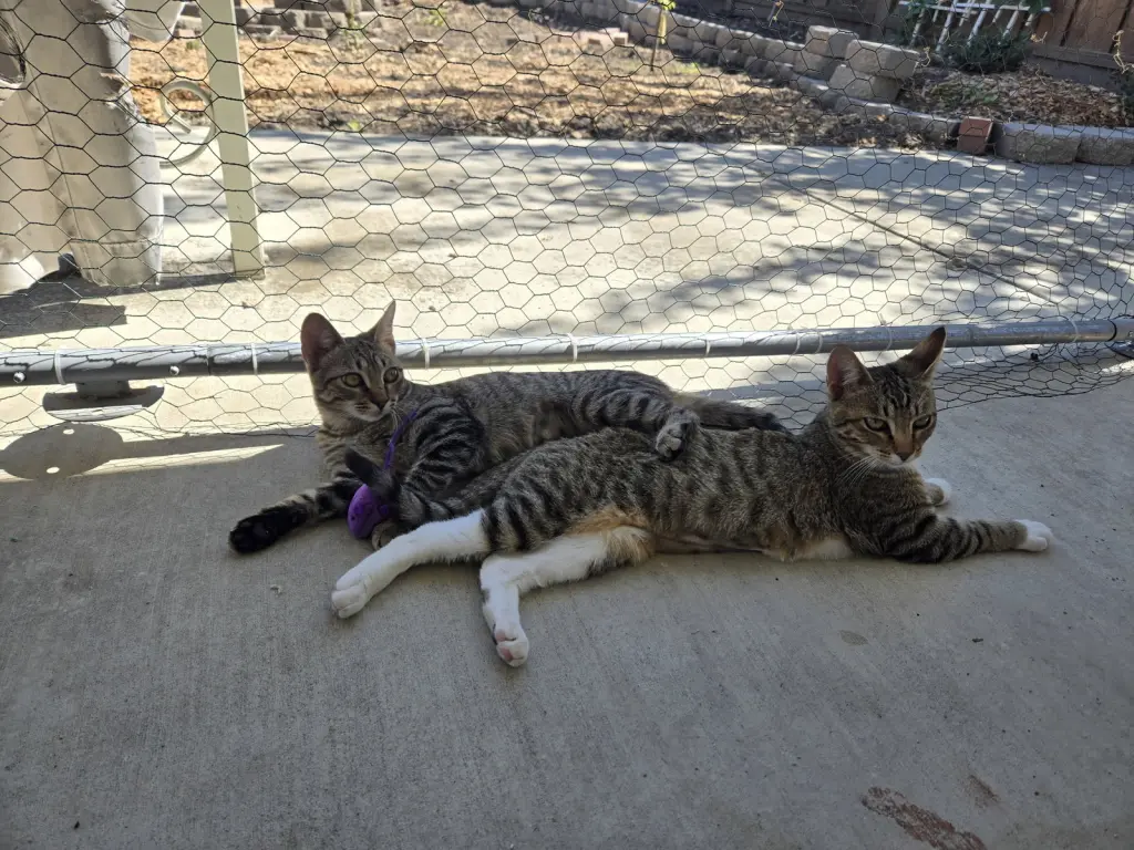 Gray Paw & White Paw (Courtesy Post)