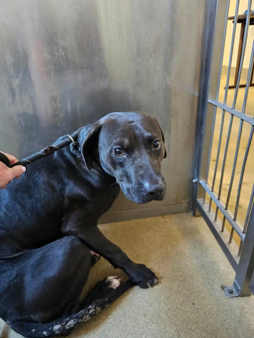 Found stray: Voodoo