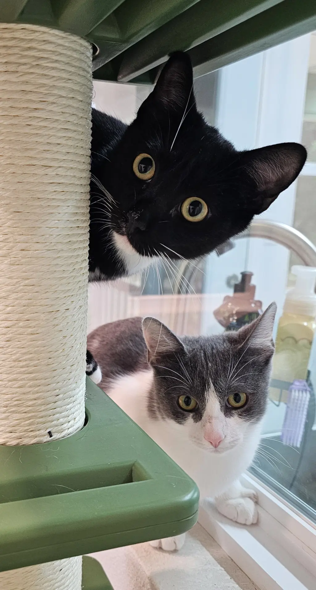 Felix & Bindy