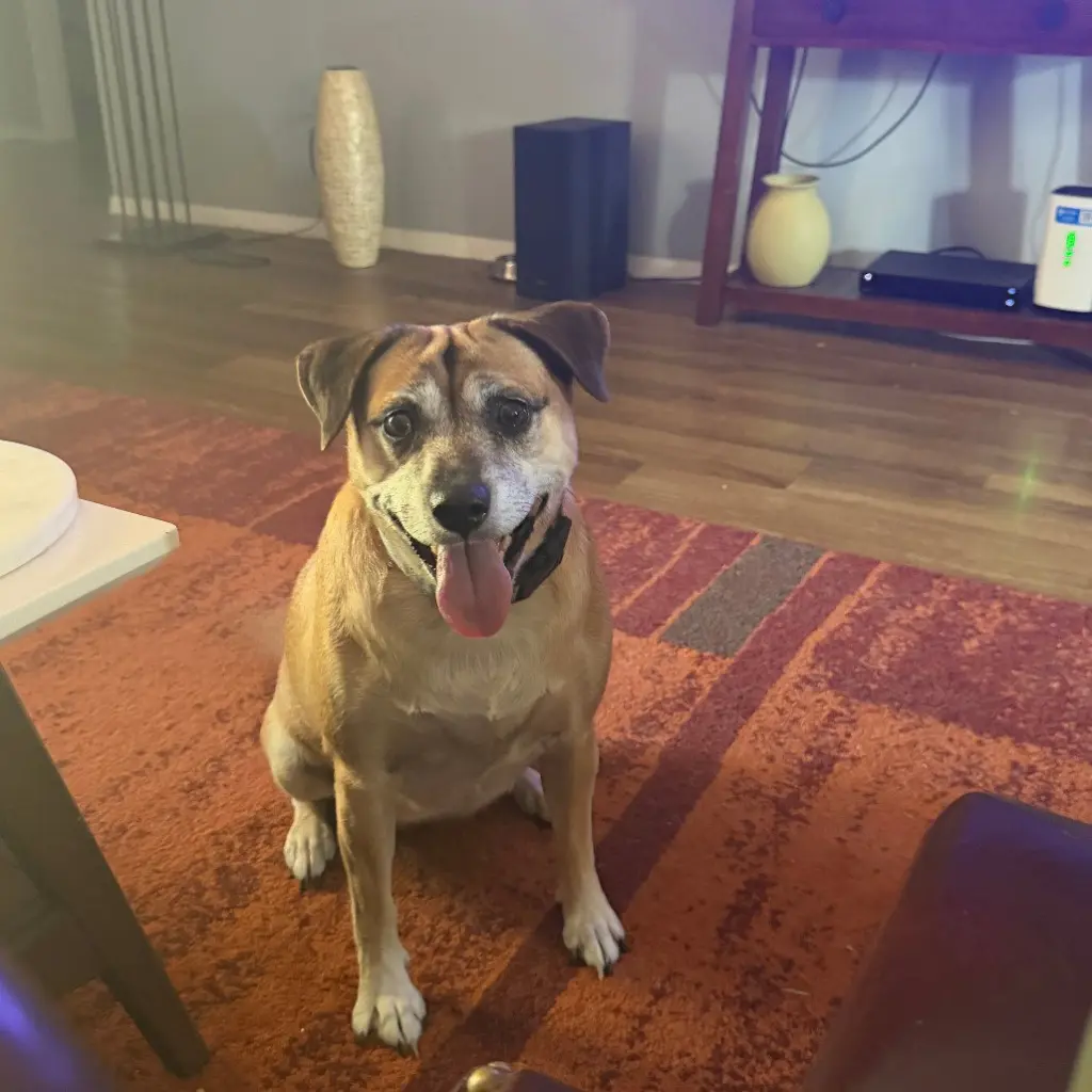 GiGi