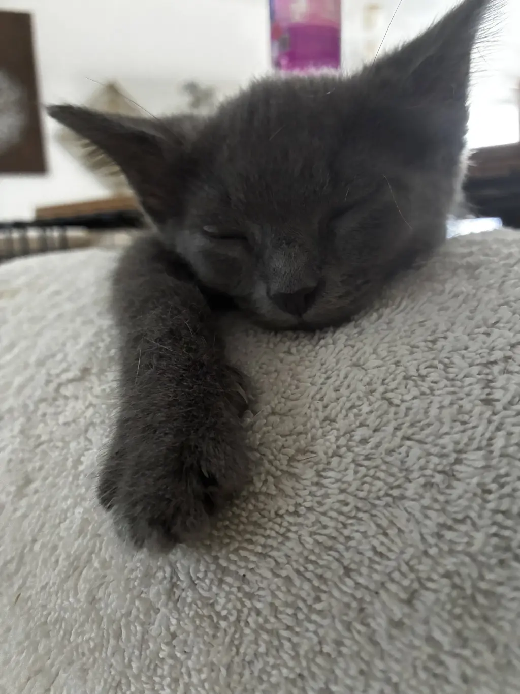 Jonas