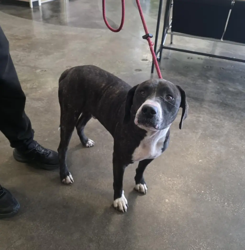 Found stray: Gene