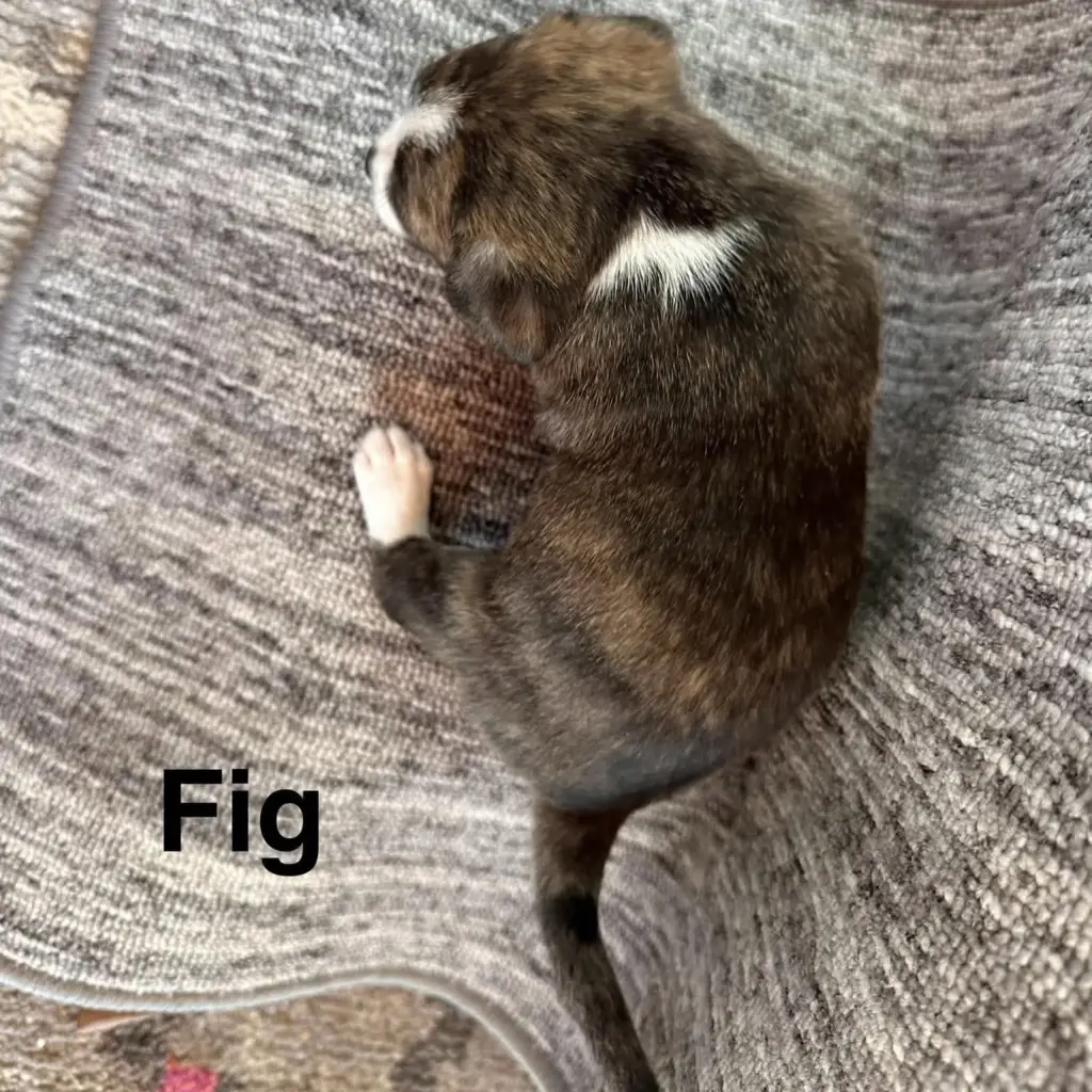 Fig