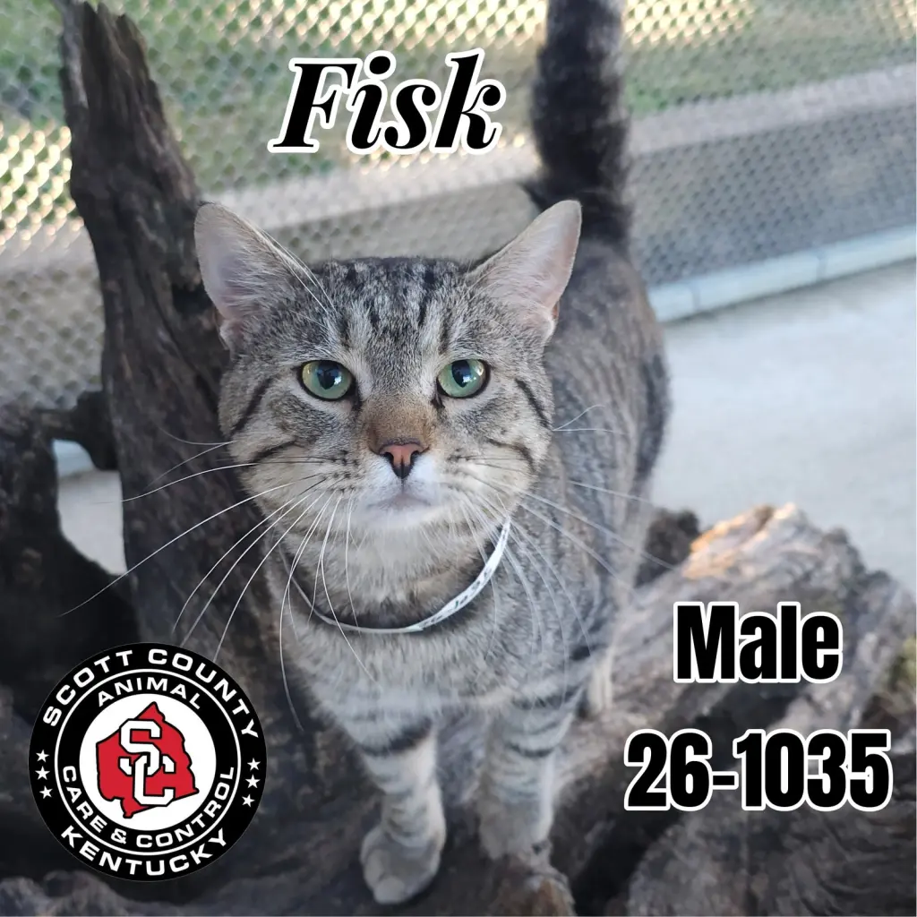Fisk