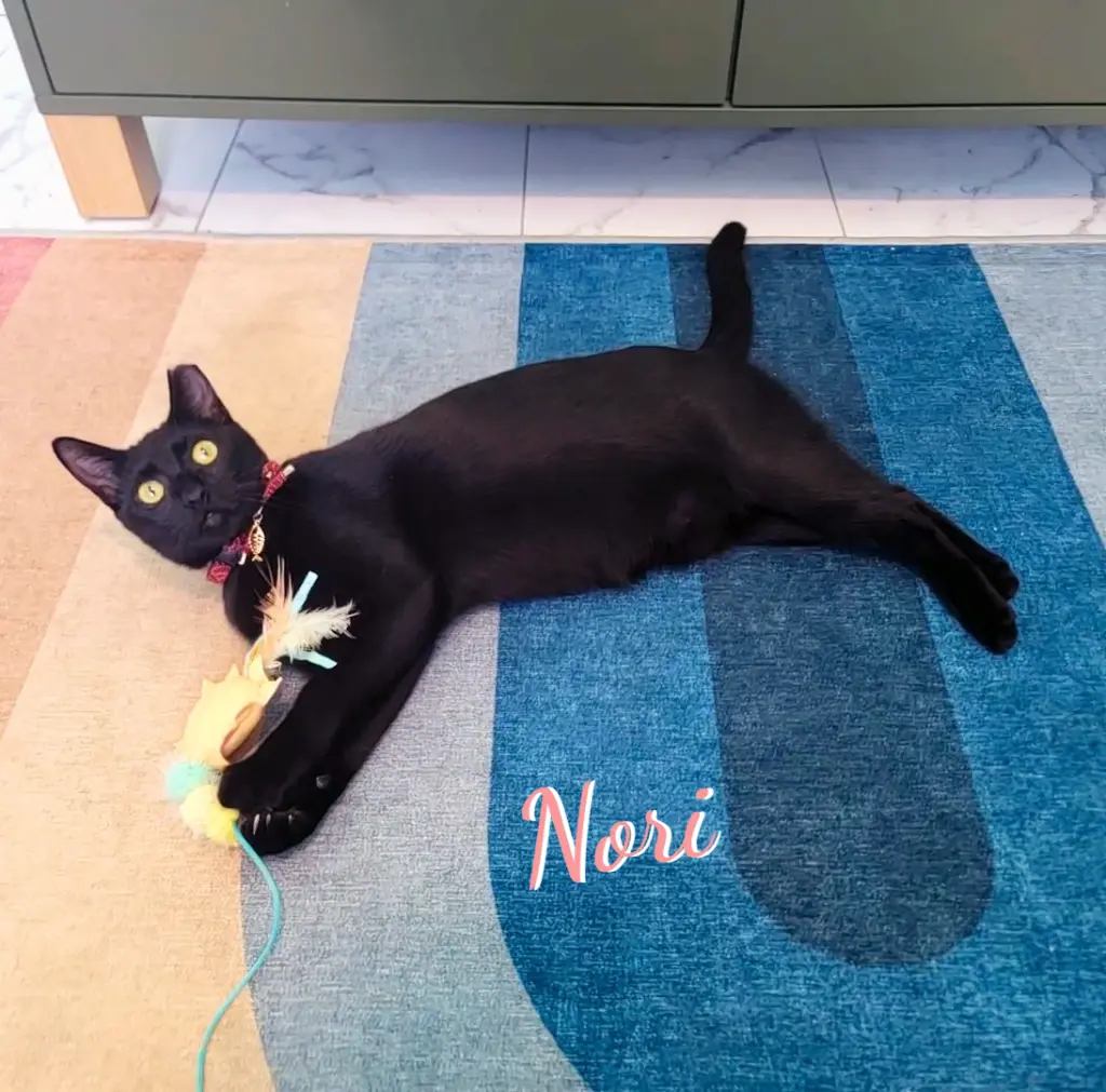 Nori #velvety-soft