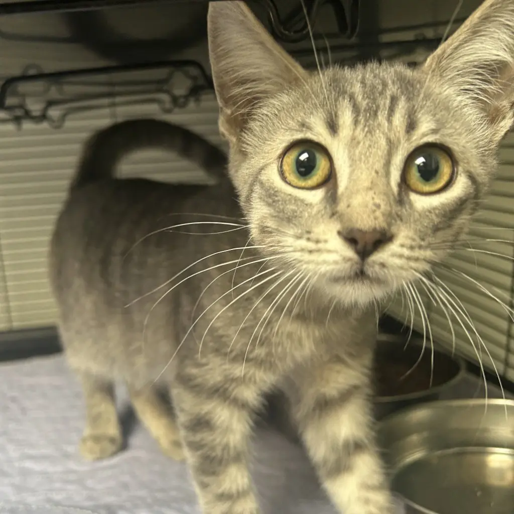 Mr.Pool