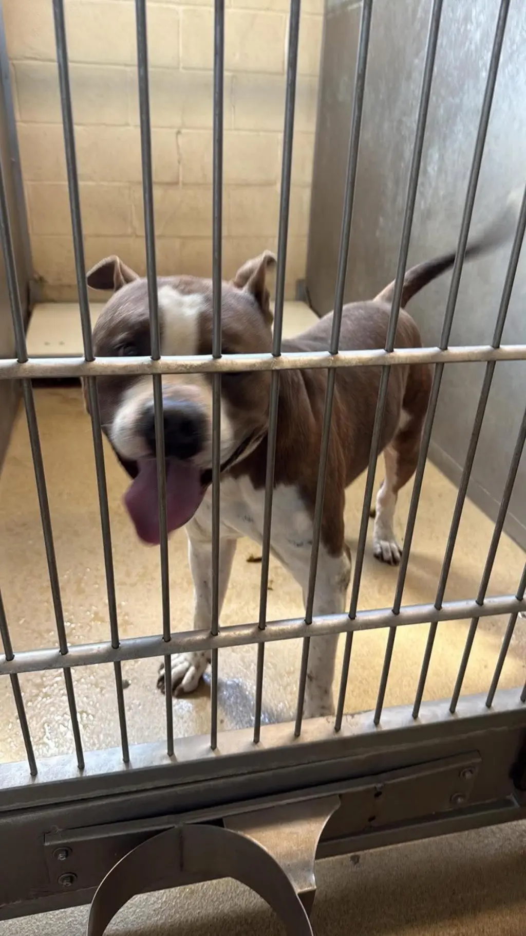 Found stray: Ozzie