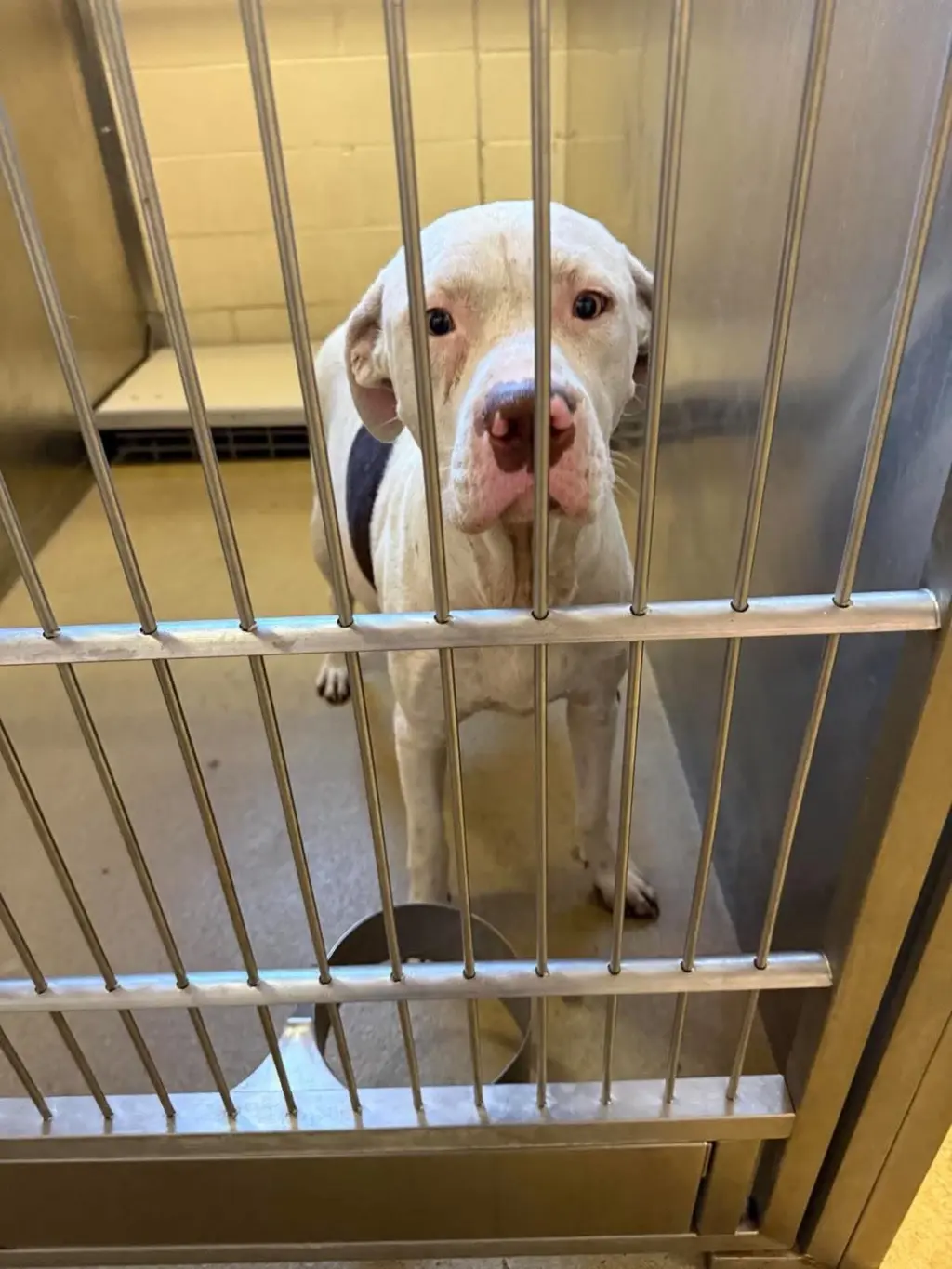 Found stray: Karma
