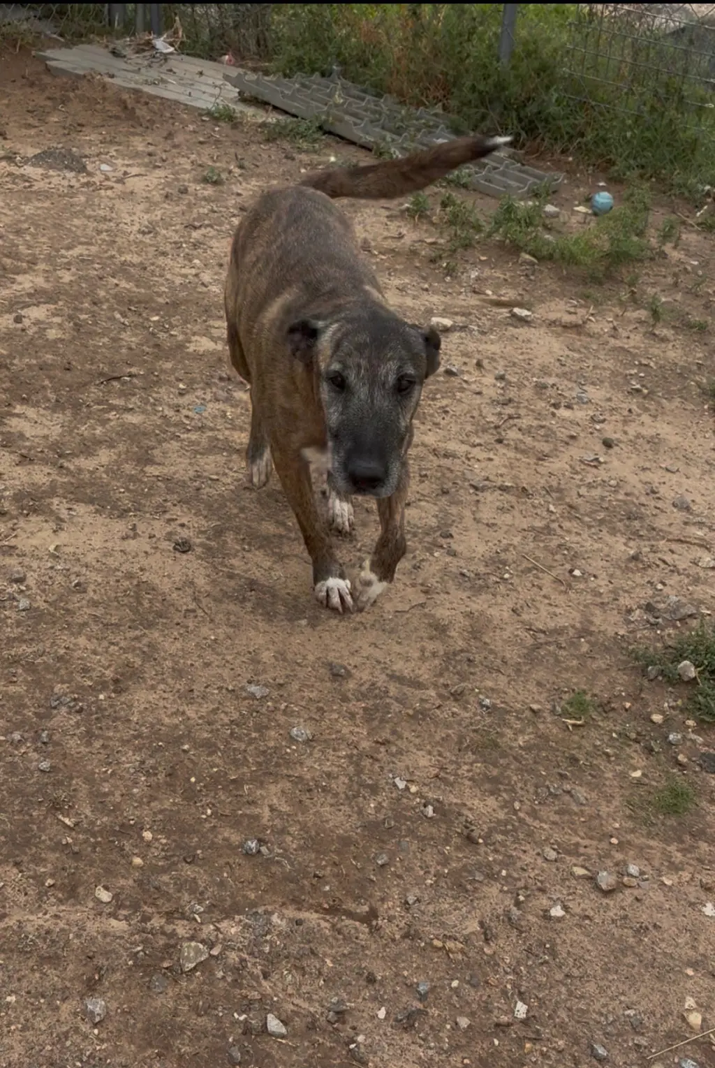 Duke
