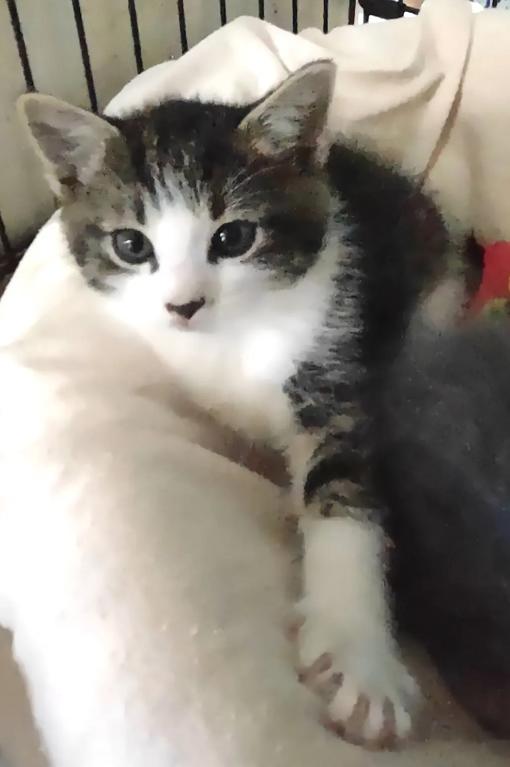 Rhiannon