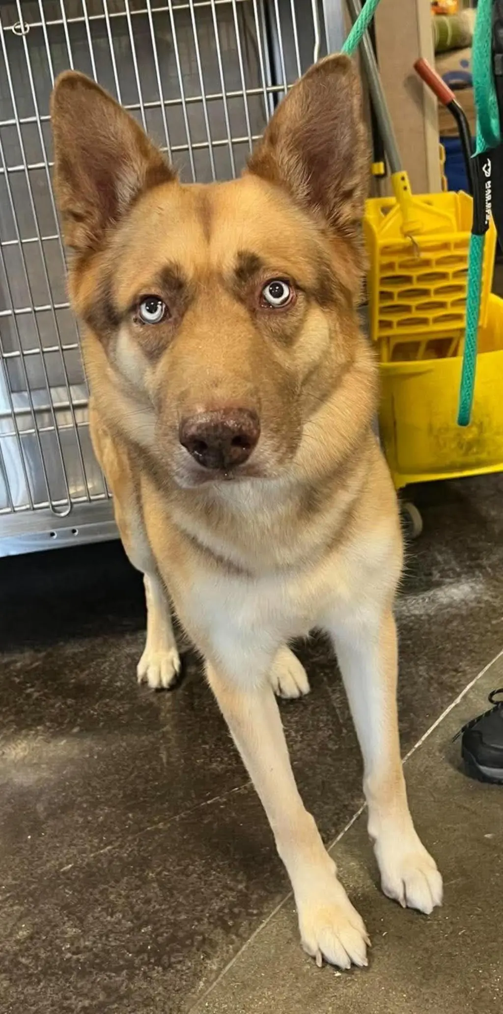 Owen- In Foster