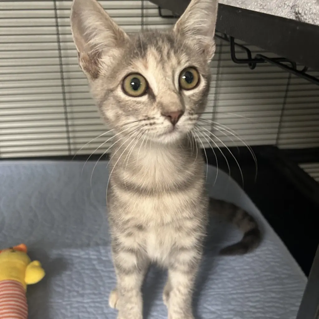 Zelda