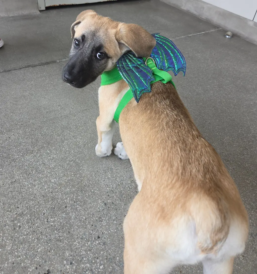Heidi