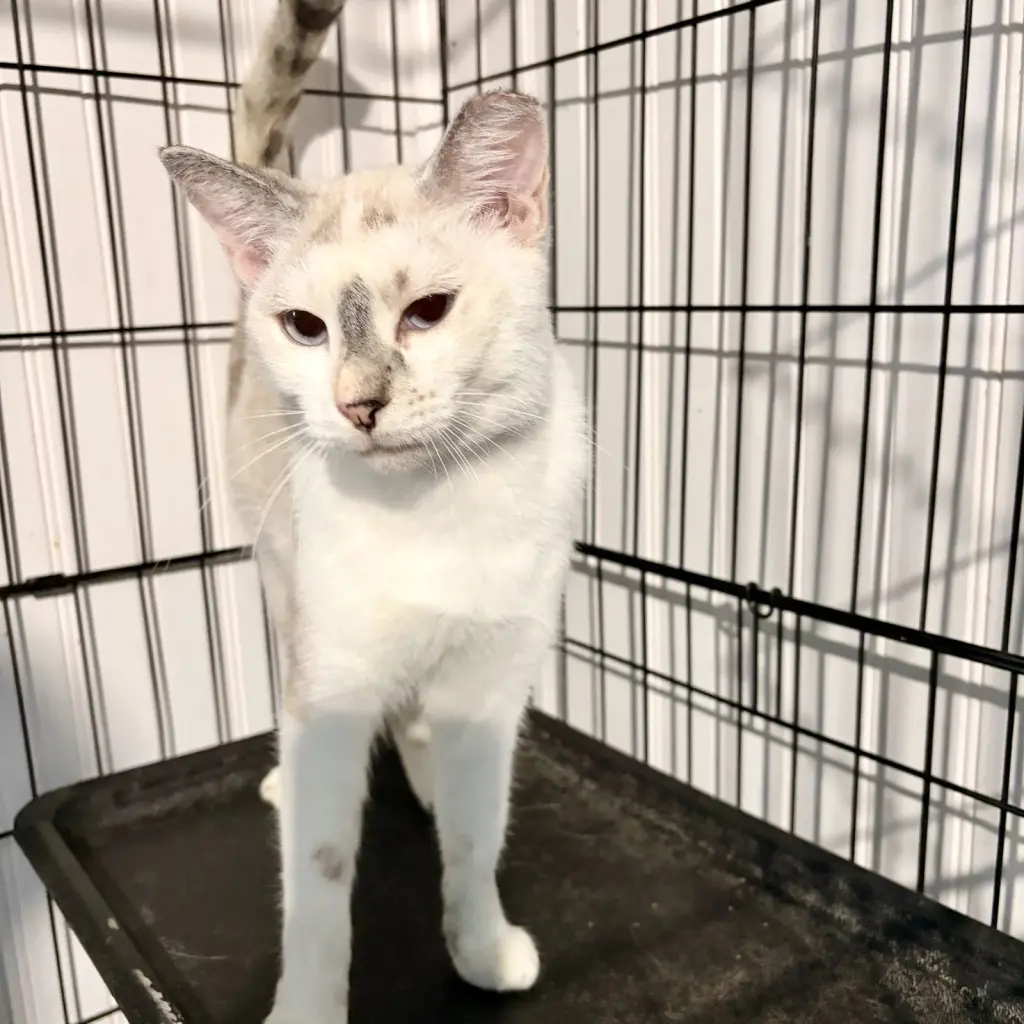 Khalessi