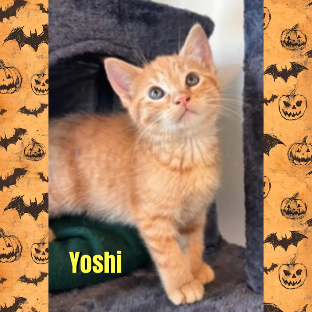 Yoshi