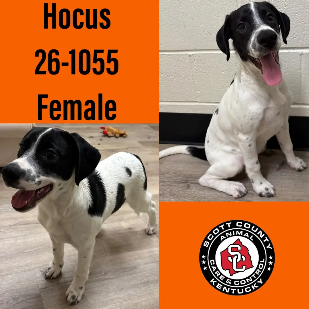 Hocus