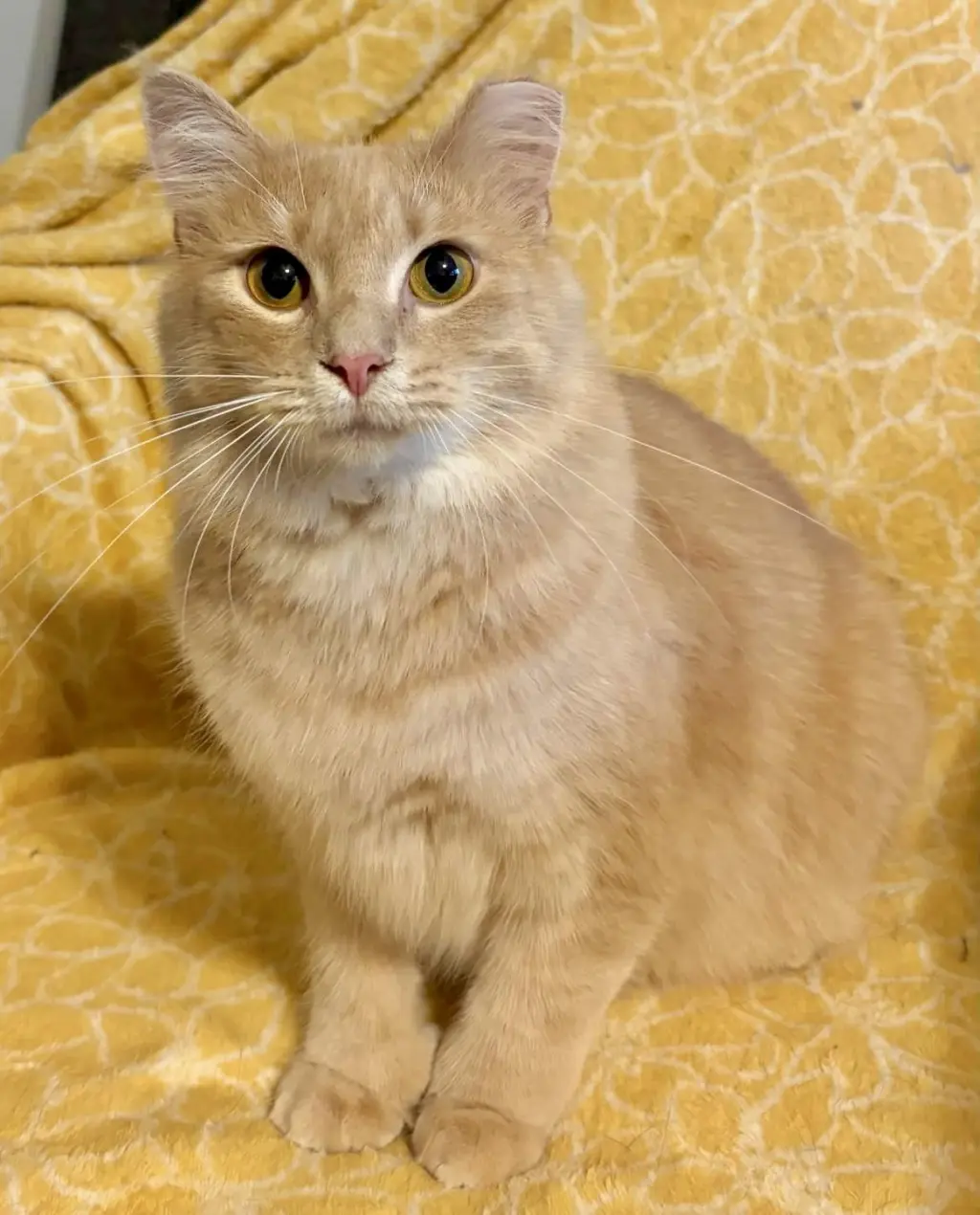 Hemi