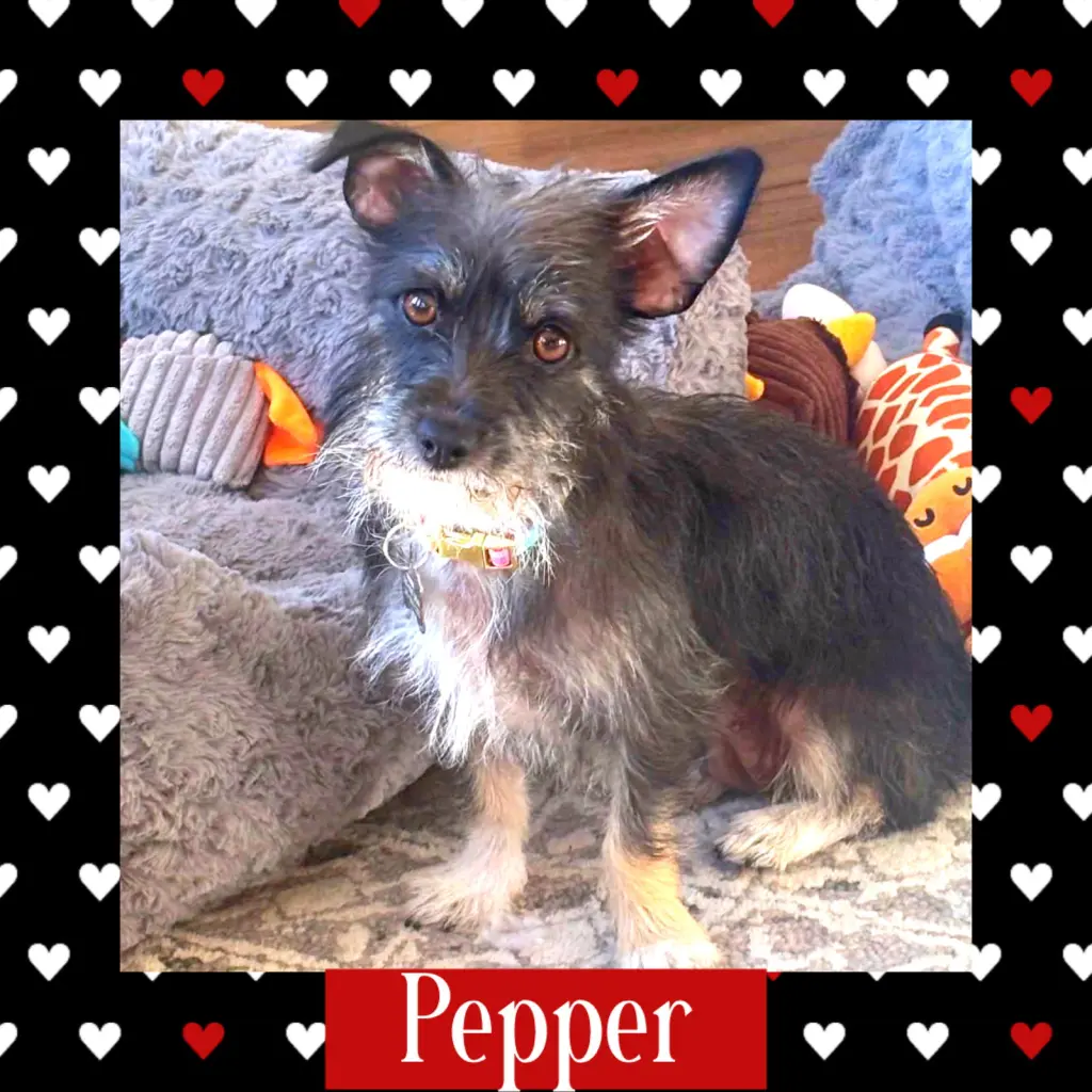 Pepper