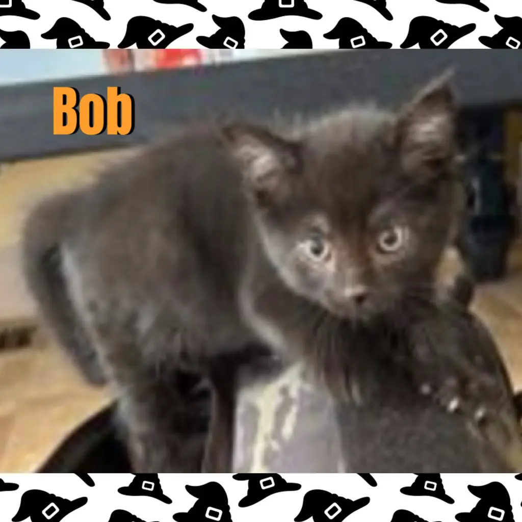Bob