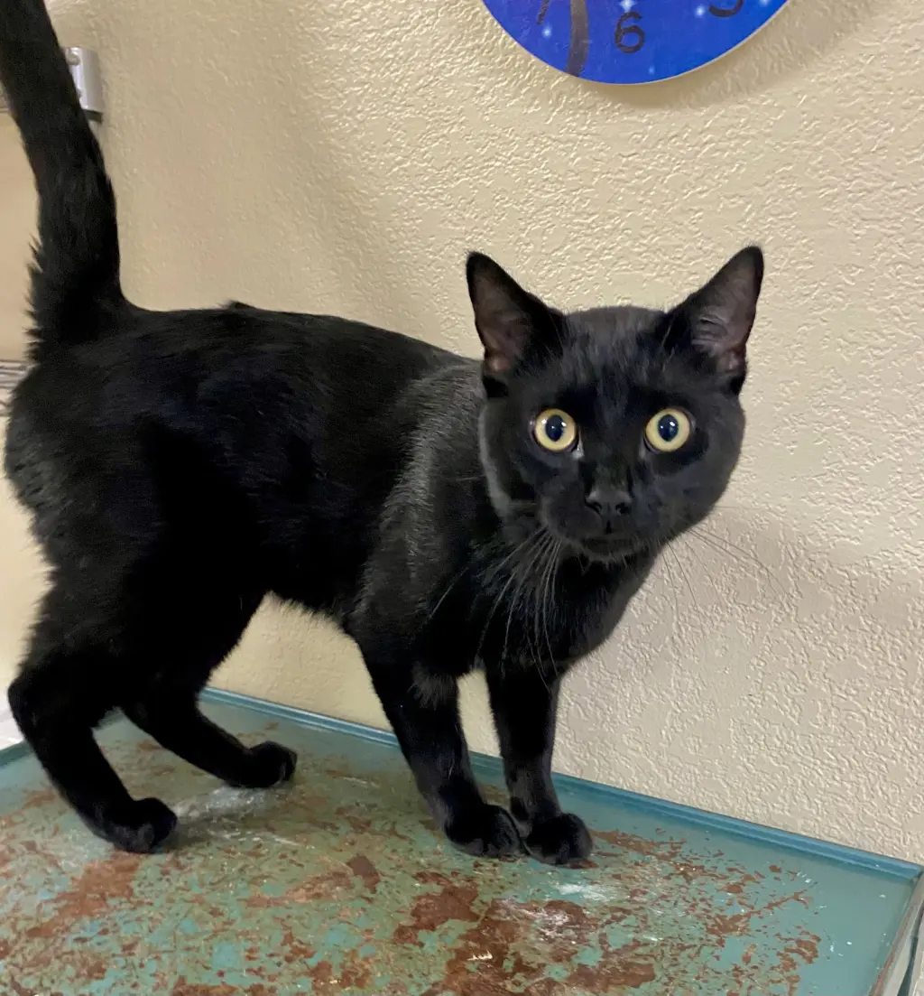 Thackery Binx