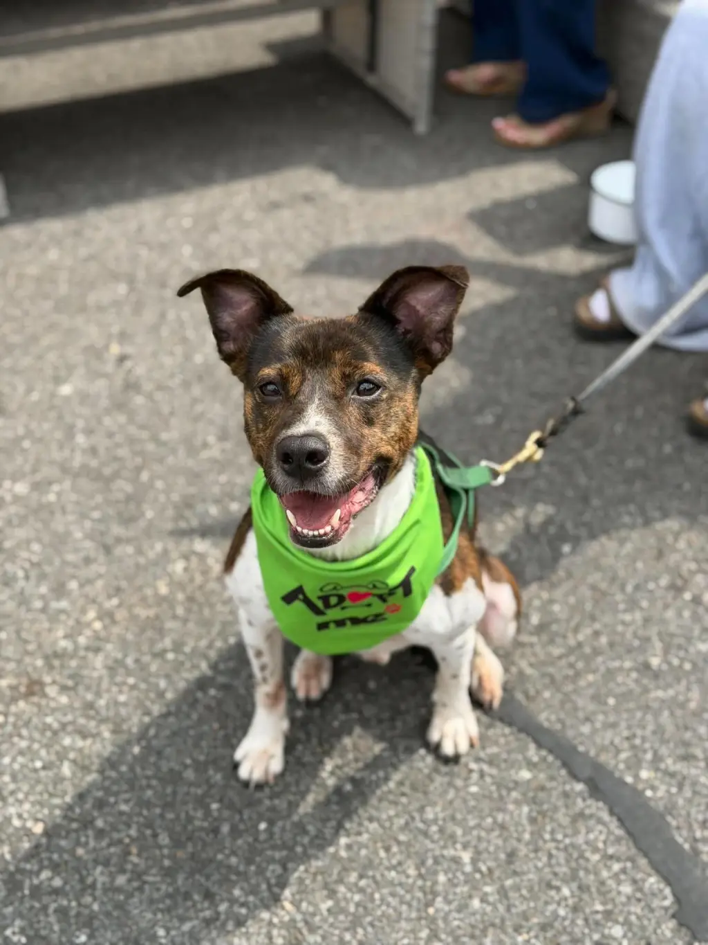Coquito (Foster or Adopter needed!)