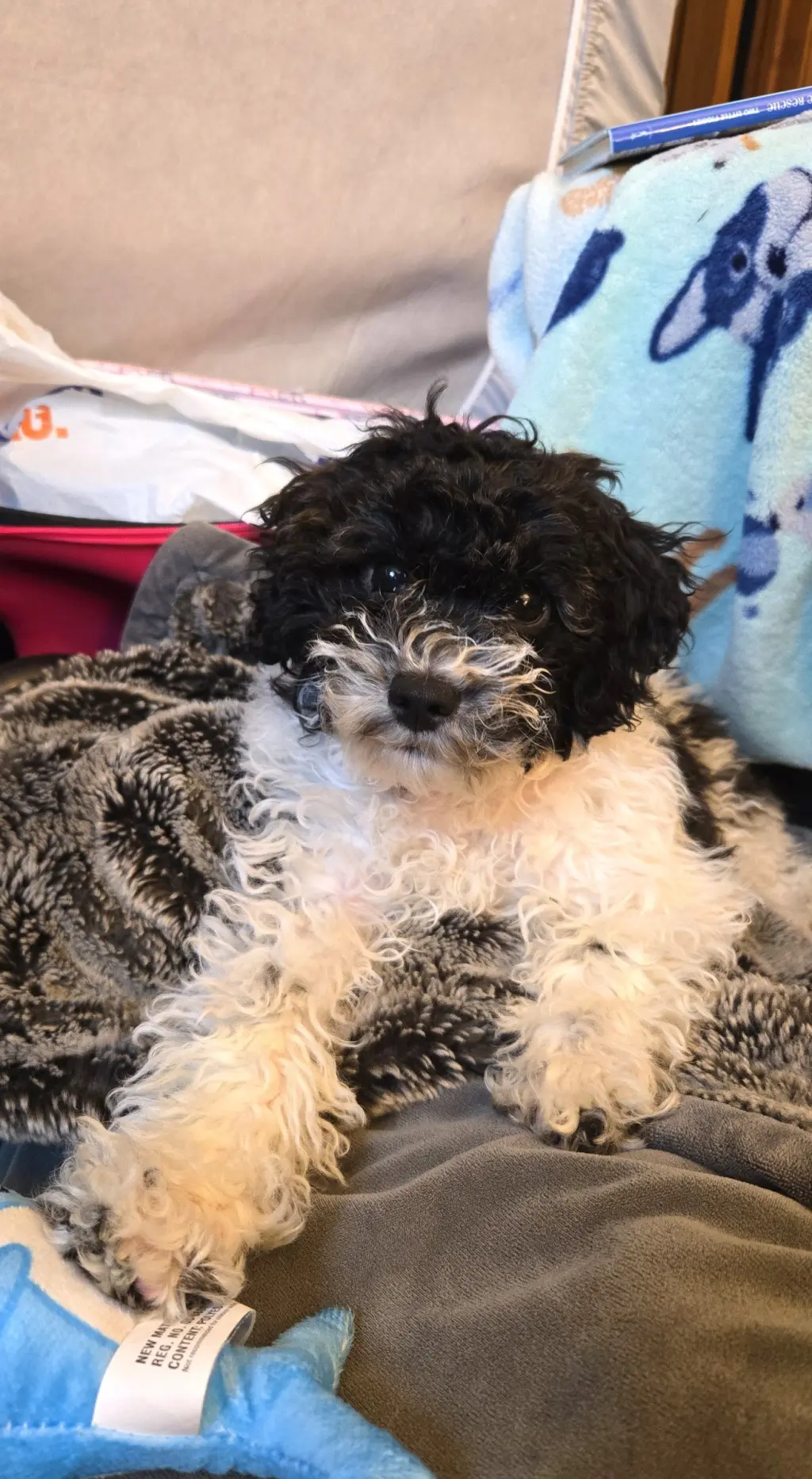 Oreo