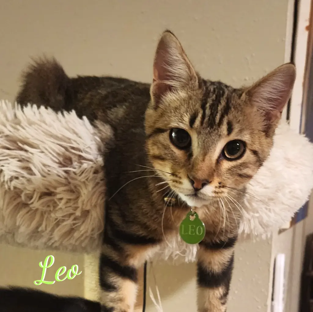 Leo #attic-bunch