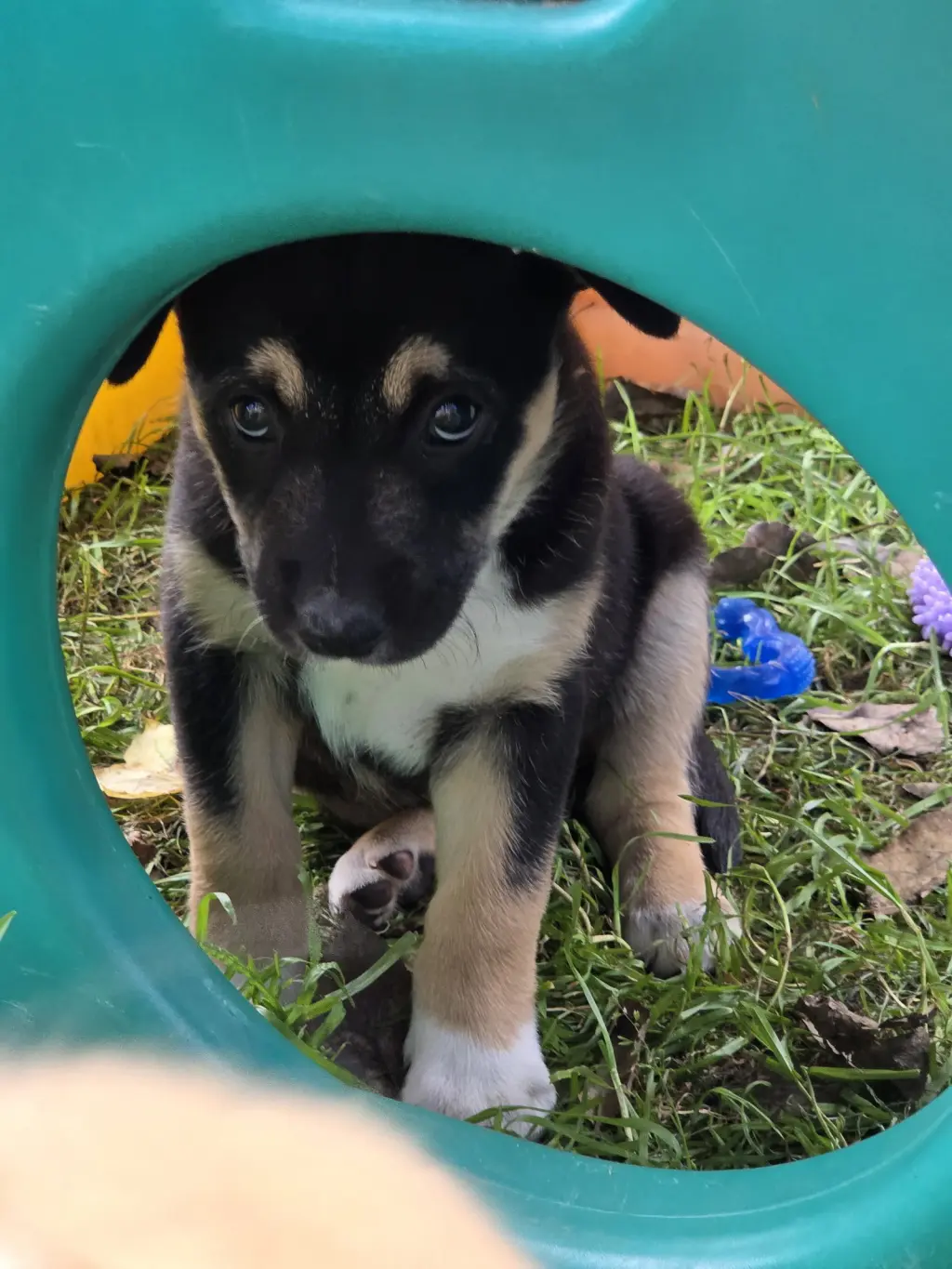 Sammi