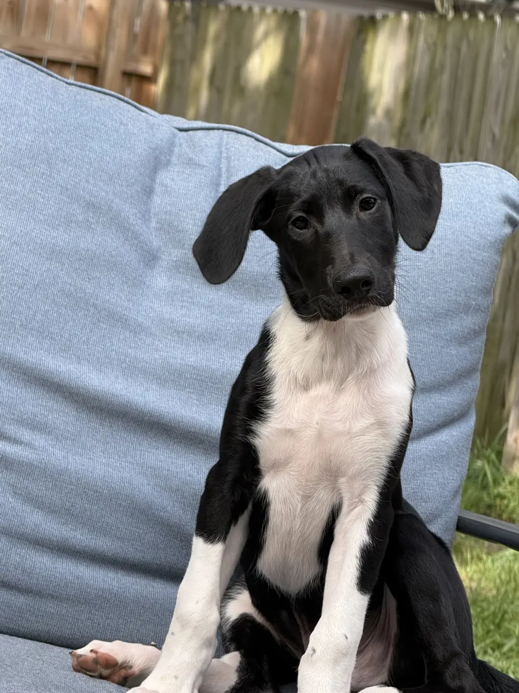 Puppy Hank