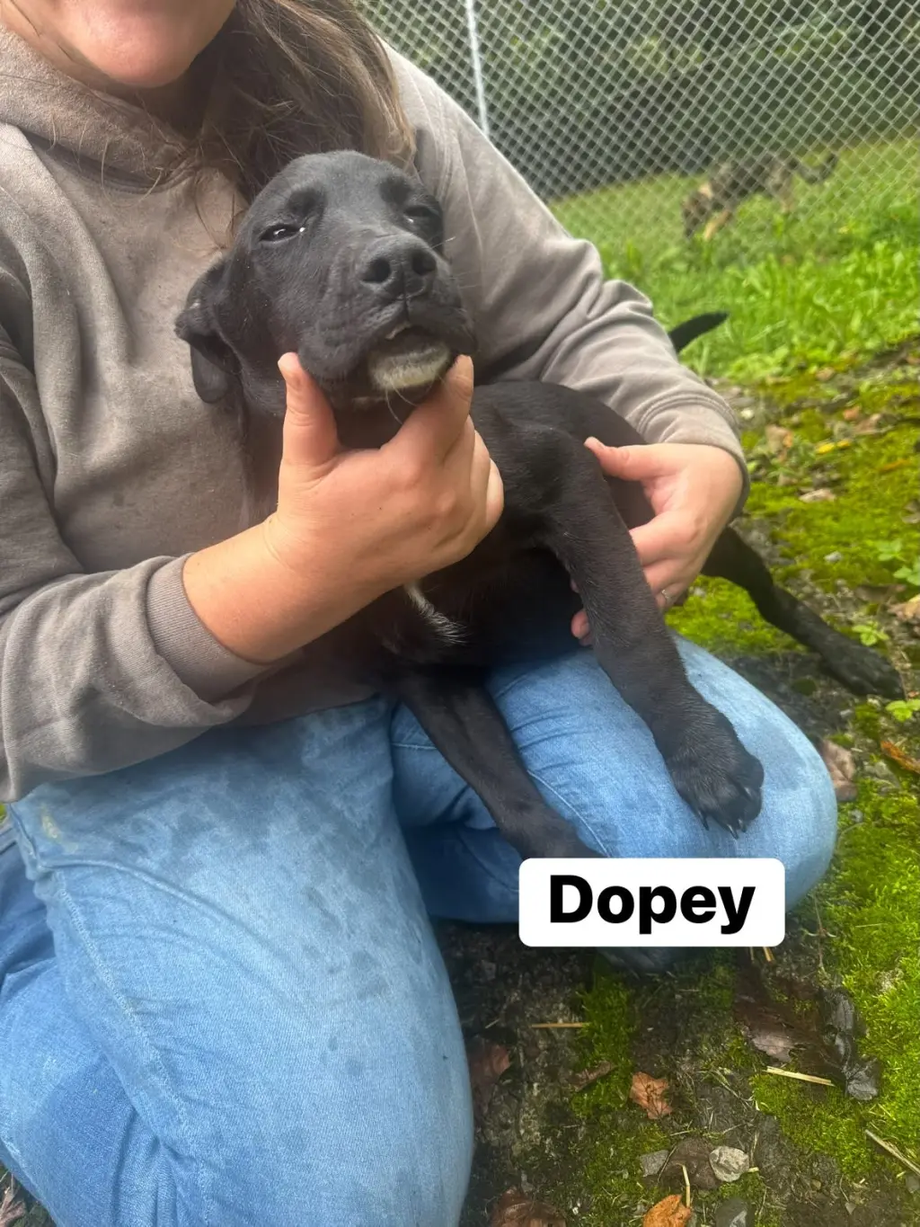 Dopey(13wo, 20lbs)