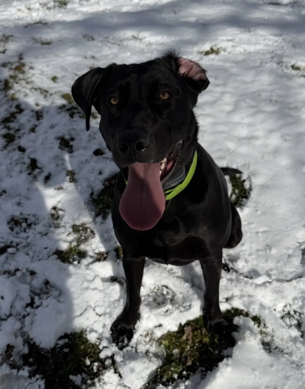 Lily *Courtesy Post* (Moravia-NY)