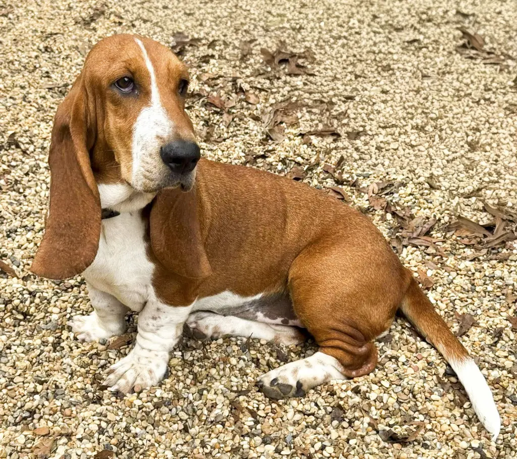 HEATHER - ADOPTION PENDING!