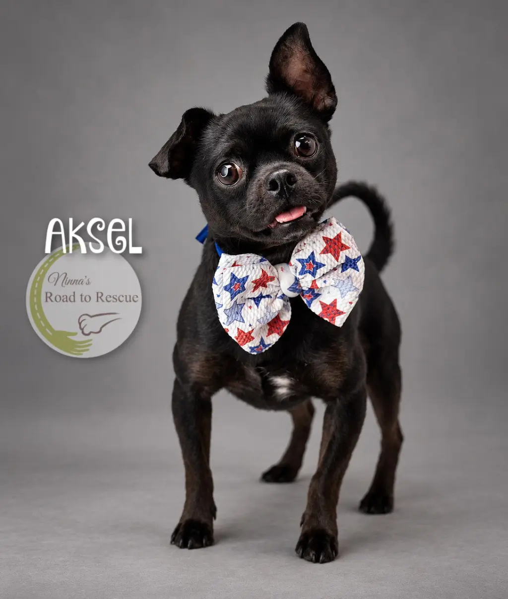 Aksel