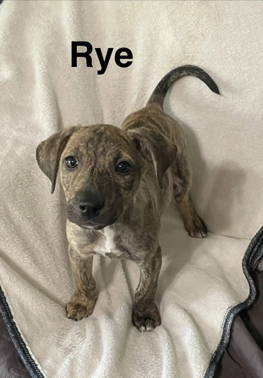Rye