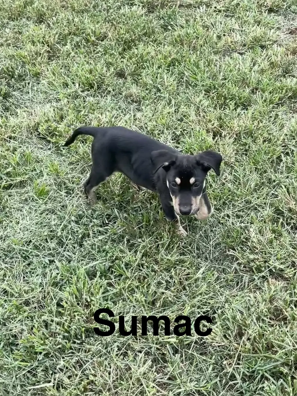Sumac