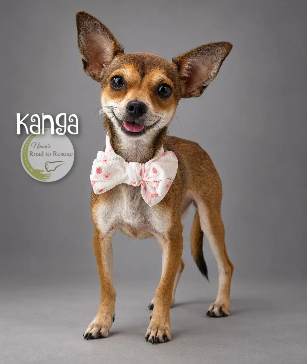 Kanga