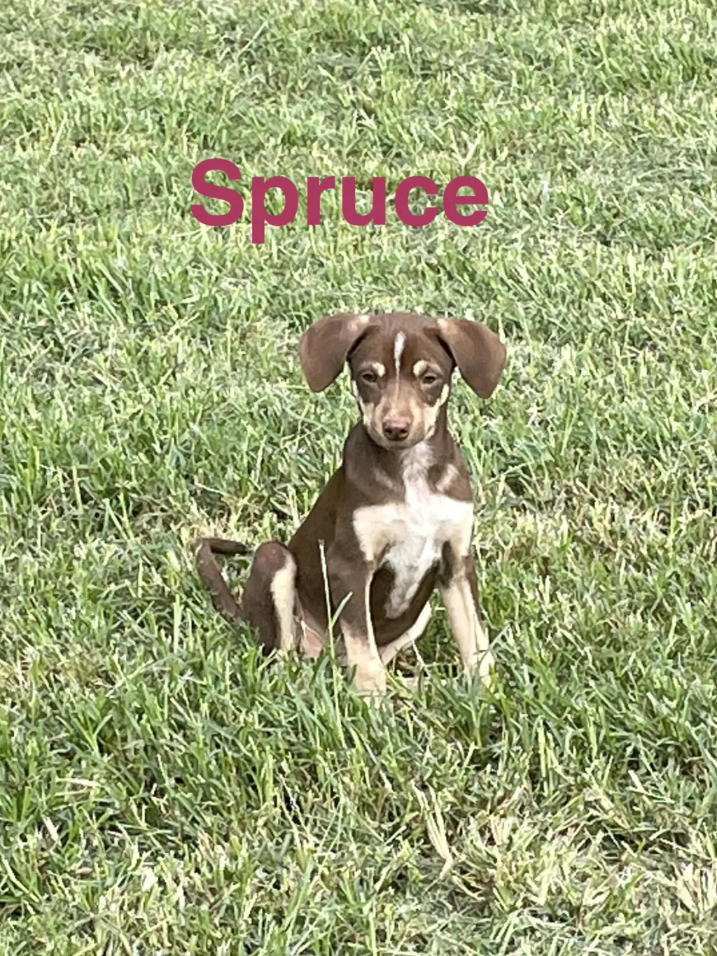 Spruce
