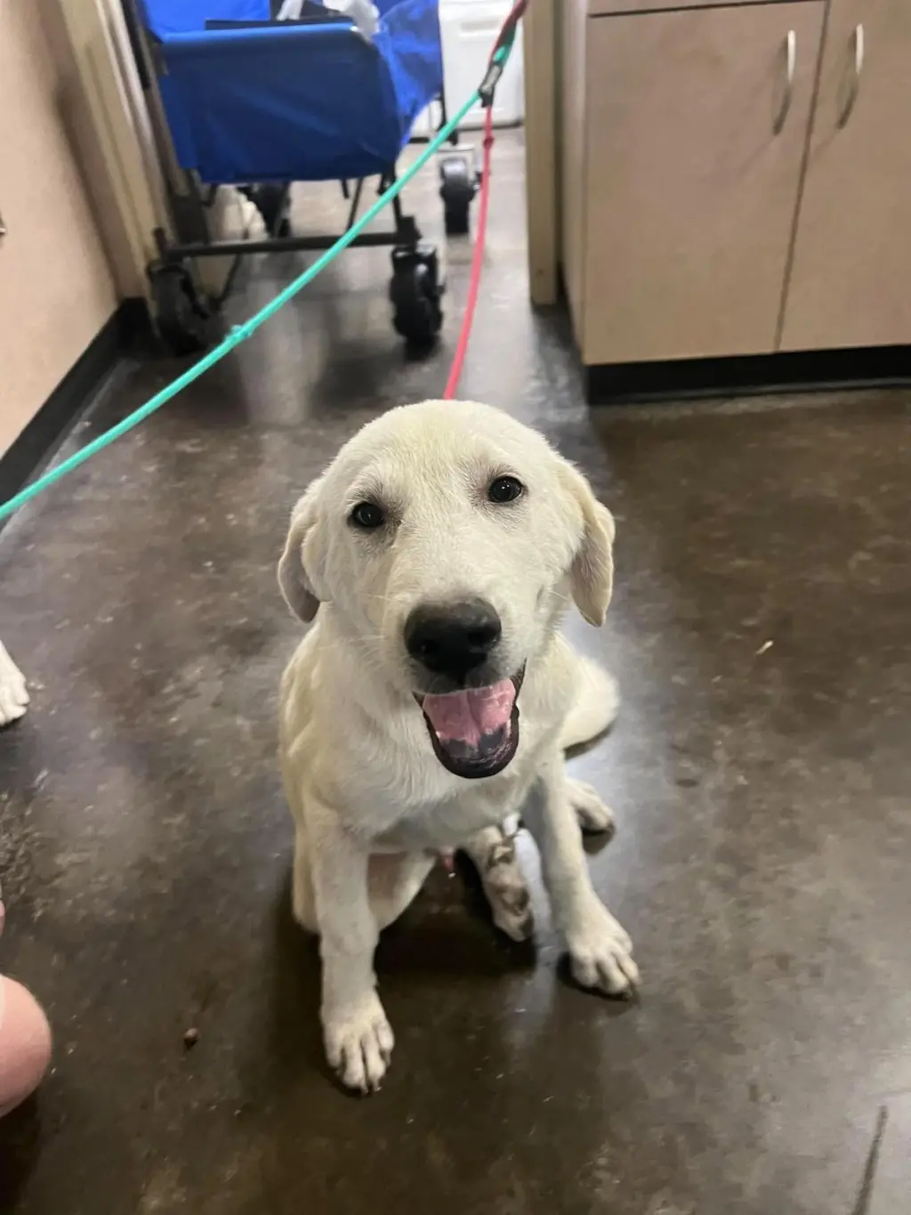 Found stray: Dylan