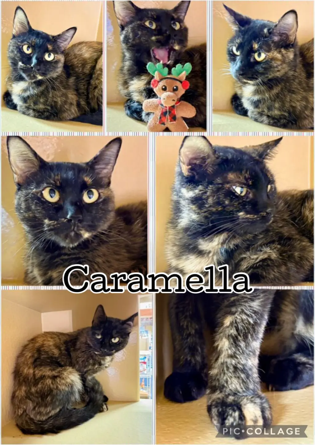 CARAMELLA
