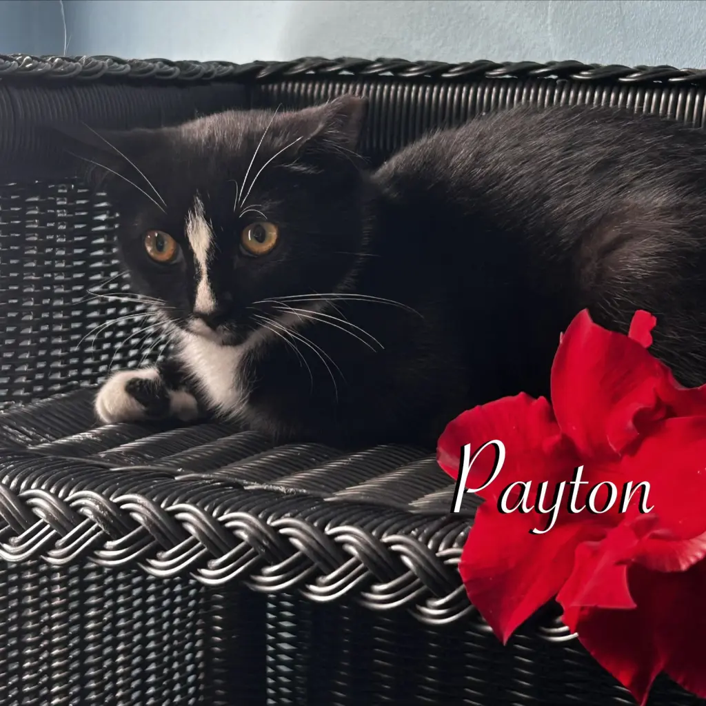 Payton
