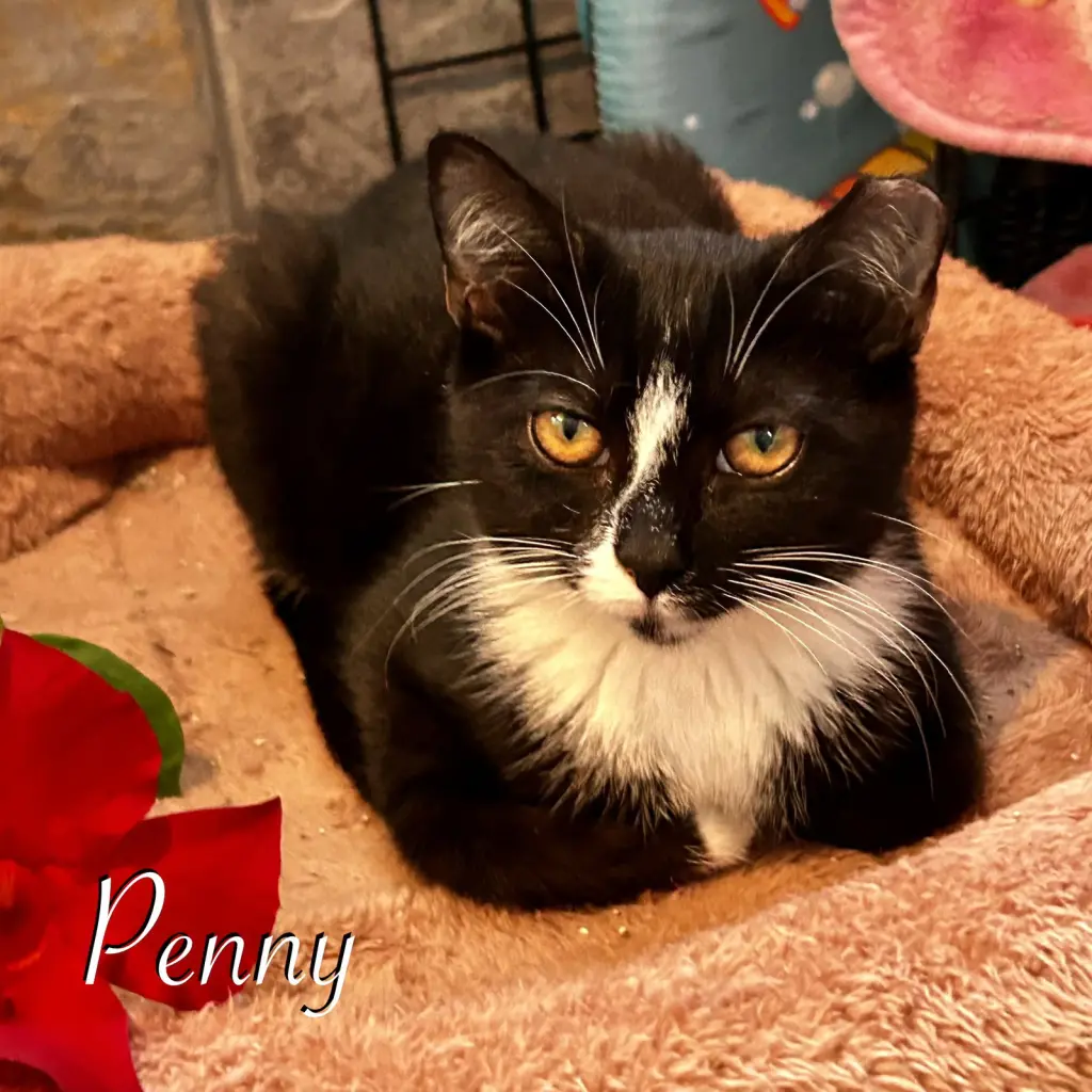 Penny