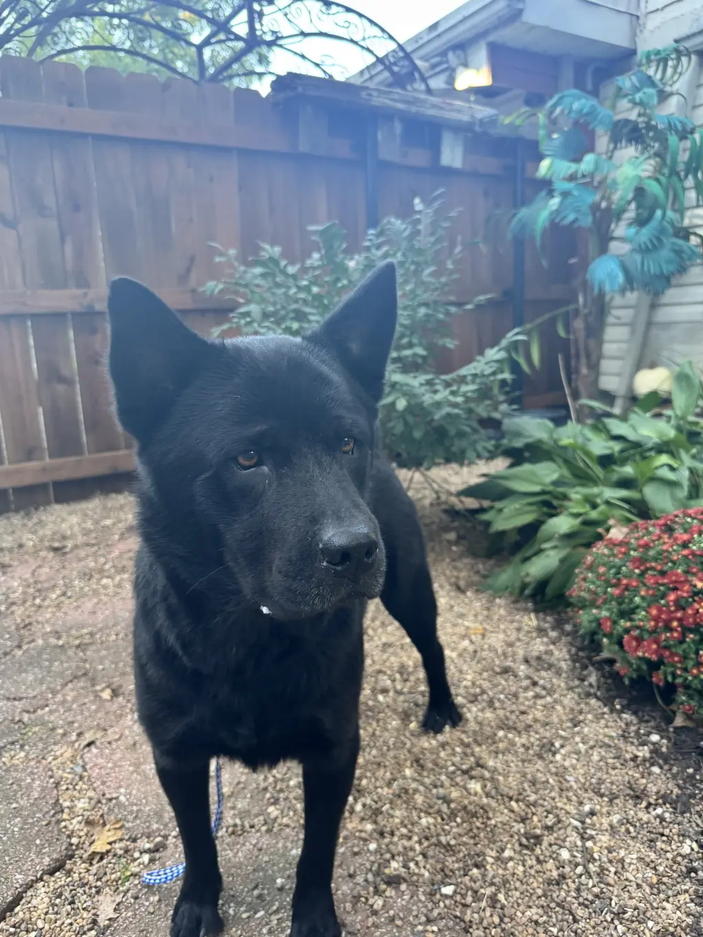 Ranger