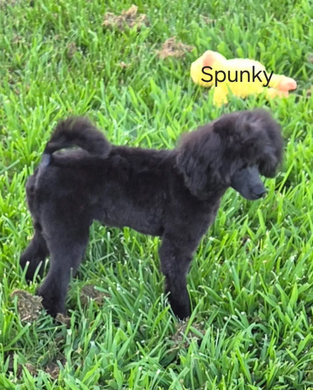 Spunky