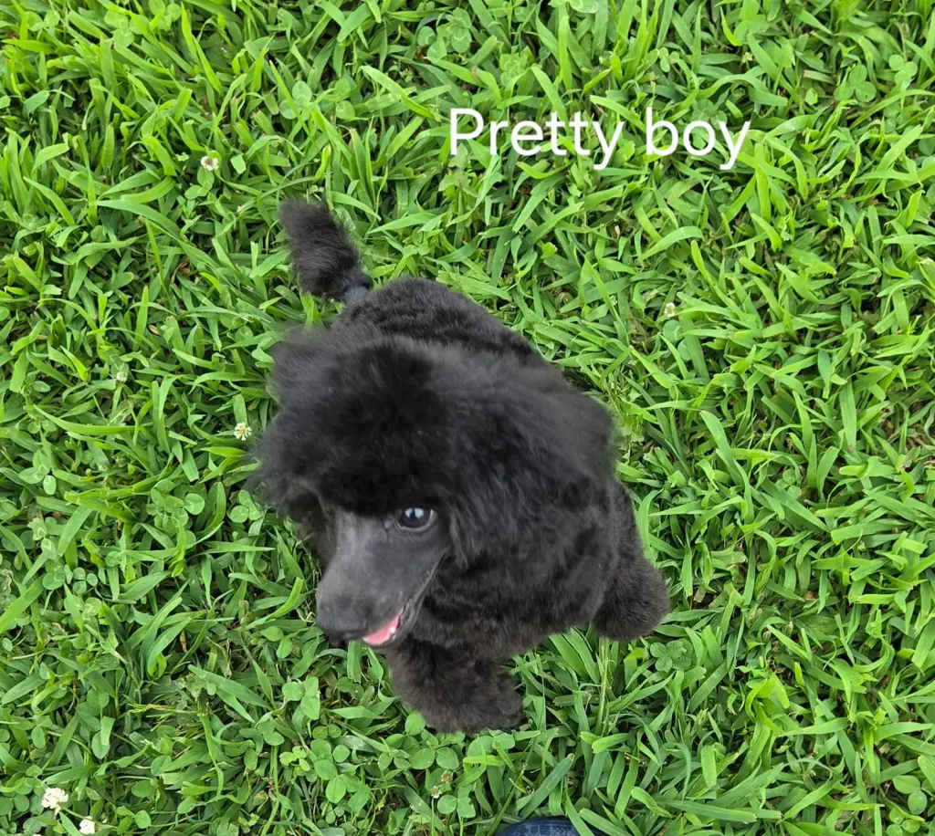 Pretty Boy PENDING